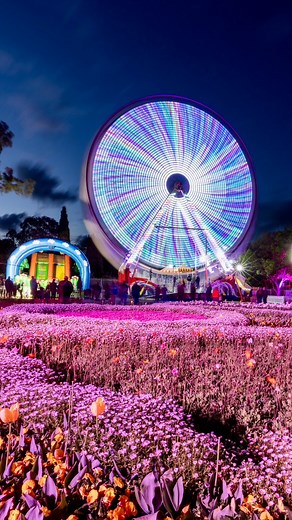Experience Floriade’s dark side ✨ #NightFest lights up Canberra from tonight! Across 4 nights, Commonwealth Park transforms after dark into a glowing floral wonderland. Expect dazzling light displays, illuminated garden beds, fire shows, roving performers, plus food, drinks and market stalls to keep you going all night 🎶 On stage: ARIA-award winner Josh Pyke (Sat), Ella Hooper and her band (Sun), plus Bek Jensen, Chloe Parche, Sophie Edwards, Jett Blyton, Joe Mungovan, Sunday Lemonade, Rob Aspi