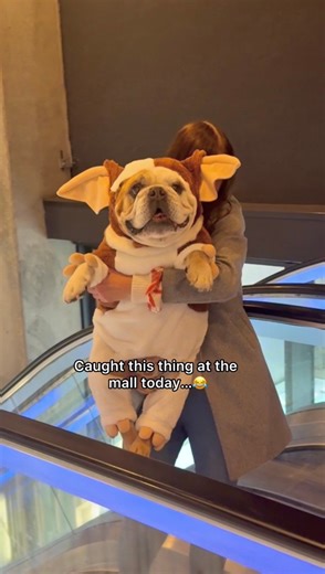 Caught this cute thing at the mall today…I’m taking it home 😂 #gremlins #halloweenvibes #fblifestyle | Kingmajesty_and_princessrose