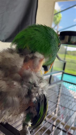 Jerry bird on TikTok