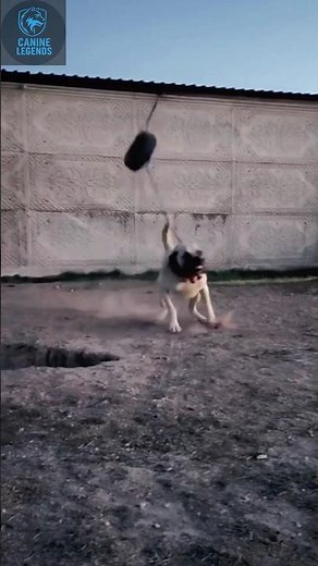 Meet the Kangal: The Beast of Dog Breeds