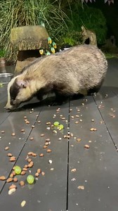 14K views · 4.6K reactions | The handsome Mr Lumpy biscuit or egg? His wound is still open but pink and dry give it another month and and I’m sure it will be fully healed. ❤️ If anyone would like to support us, purchases and donations help in the online shop Www.mrlumpyandfriends.shop/shop  | Mr Lumpy & Friends. | Facebook