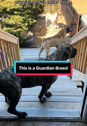 Understanding Boerboels: The Guardian Breed Characteristics