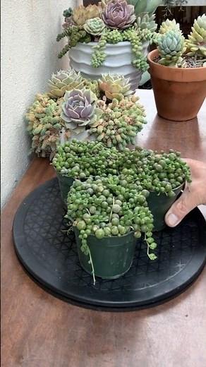Succulent Tips: String Of Pearls Propagation 🪴 #succulents #succulentpropagation #plants