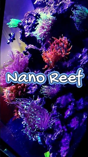 I Built a Thriving LPS Coral Reef Tank in Just 30 Days | 20 Gallon Nano Cube Success!