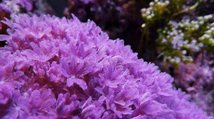Soft Coral Ruby Red Pulsing Xenia Stock Video - Video of life, coral: 144919625