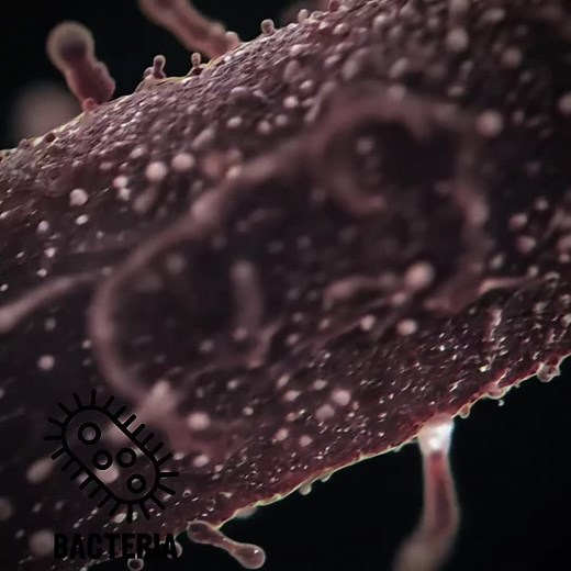 Understanding the Immune System: Key Functions and Components
