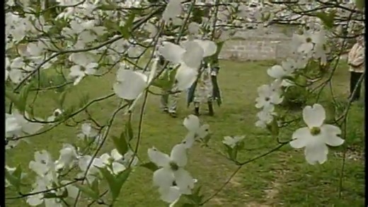 184K views · 4.2K reactions | Steve Powell interviews Alice Ferguson in this clip from the KATV series Route 7 about interesting Arkansans. To find other historic news clips from the 24,000 hours of footage in our archives, visit our digitized KATV News Collection on the Pryor Center website at https://tinyurl.com/bdz8zb2x | Pryor Center for Arkansas Oral and Visual History | Facebook