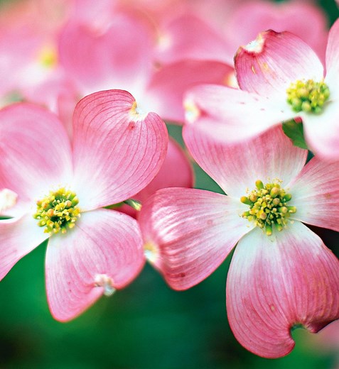 Grow a Dogwood Tree that Showcases Almost Year-Round