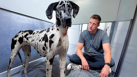 Great Dane Told She's A "Good Girl" for the First Time