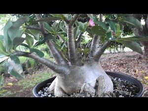 Part 2 - Adenium Dorset Horn sprouting