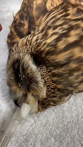 3.1K reactions · 85 shares | #TBT to this short-eared owl’s exam...