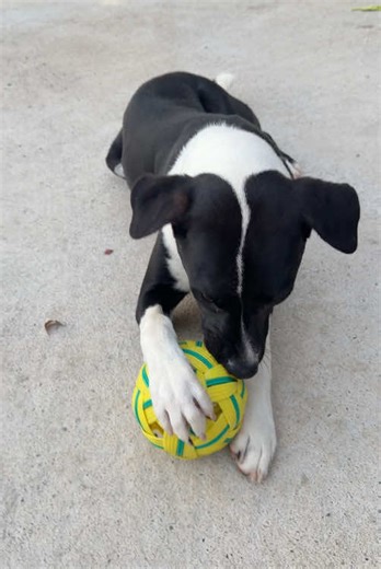 นักกีฬาขบโห๊ะ😂 #ขบโห๊ะ #ร็อคเก็ตหมาเกาะหมุย #เซอร์ไพรส์ค่าบคุณแม่ #หมาตลก #หมาพูดใต้