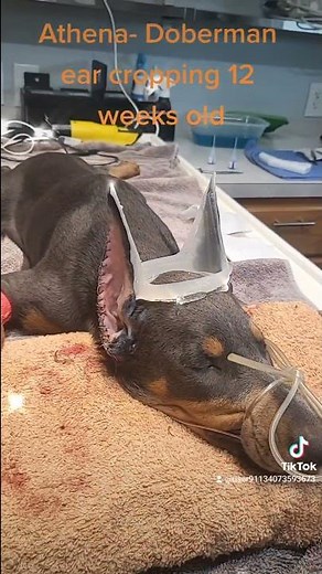 Doberman ear cropping before and after. 2022. 30 yrs experience Dr. Thomann.