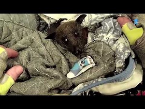 Rescuing a mum and baby bat trapped in a courtyard: Lizzie and Buck