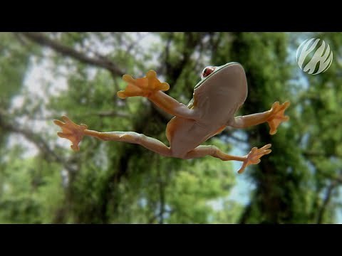 Frogs that "fly" | Incredible Frogs