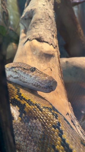 Phoenix Zoo on Instagram: "You're a serpent, Saipan! 🐍 Happy Serpent Day to Saipan and all the other snake species found at the Phoenix Zoo! Friendly reminder to not tap the glass or else you may end up like Dudley 🫣 (just kidding, but please don't tap the glass)."