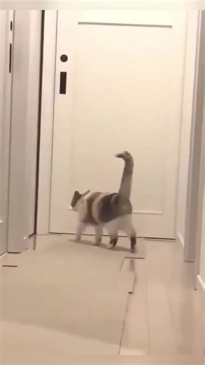 Cat WWE Knockout Moments: Hilarious Feline Fights!