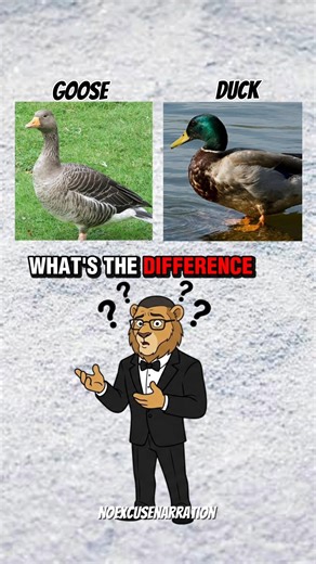 Goose vs Duck?