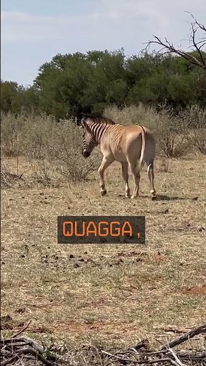 When Will Colossal Bring Back Dinosaurs?