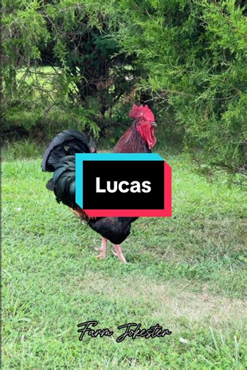 Meet Lucas: The Charming Calling Rooster