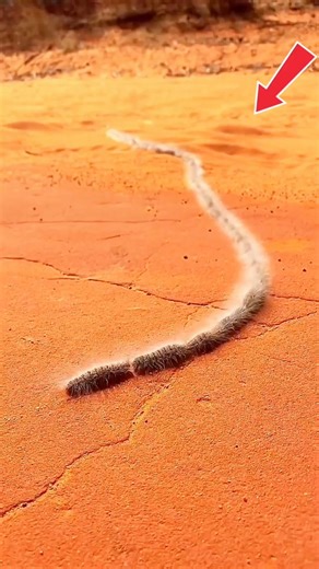 This Caterpillars Train are Most Dangerous #didyouknow #animalfacts #wildlifefacts #wildlife