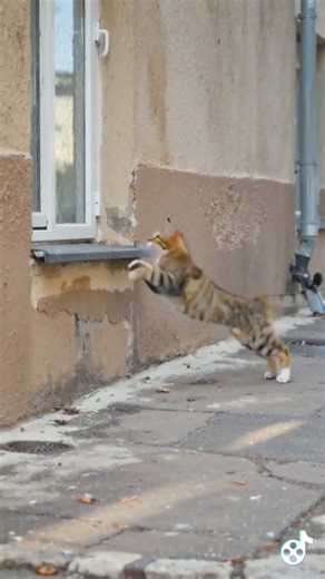 Epic Cat Fails Shorts #130 #WindowFail 🪟