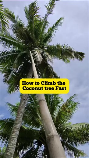World's Fastest Coconut Tree Climber Revealed