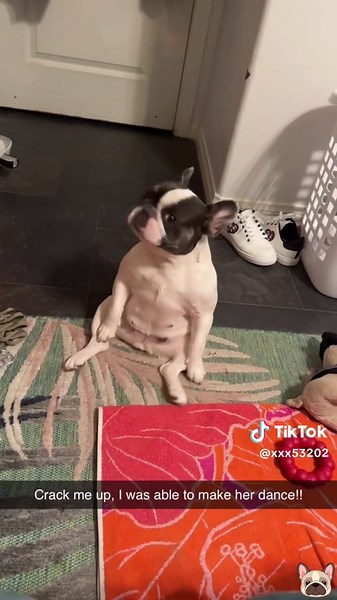 Adorable French Bulldog.#dog #frenchbulldog #cutedog #funnydog #usa🇺🇸