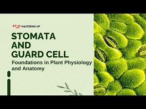 Function of Stomata and Guard Cells | #18