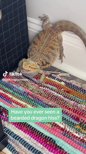 Angry Bearded Dragon Hissing Compilation