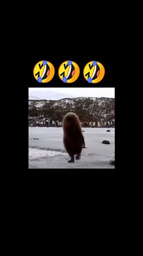 Пингвин идет на работу: смешные моменты с коллегами