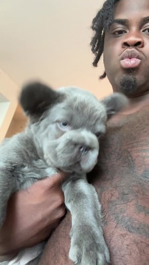Understanding Fluffy French Bulldogs: Key Traits and Care
