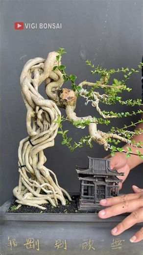 The Premna Tree, Its Roots Are So Beautiful