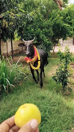 Special Treat For Our Cute Cow! 🐮🍋 #shorts #cow #viral