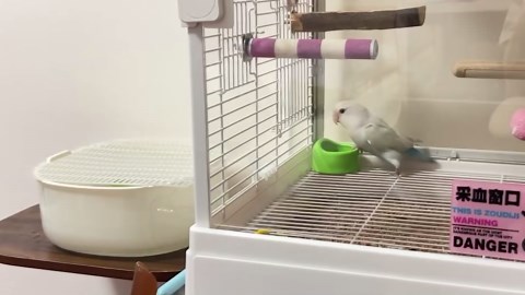Parrot picks favourite toys by nodding its head then ignores owner