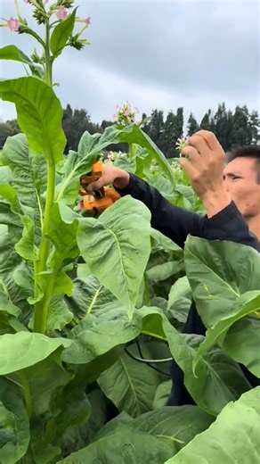 The Smartest Way to Prune Crops! ✂️🍃