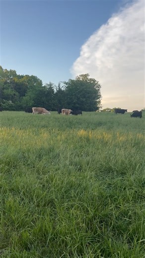 Can dairy and beef cows live together? ABSOLUTELY but here’s some things you should know. #1 - Jerseys steal angus calves. You may not see it but the milk pail never lies. 10 gallons one day and 2 the next 🫣 #2 - While similar in size your beef cow is more muscular and may push your dairy breed around. Typically they separate from each other after the newness wears off. #3 - If you fully grass feed, provide water and a good mineral you will have no issues but if you’re looking to feed out some 