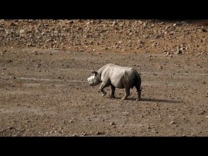 'One of the world's last truly wild black rhino...