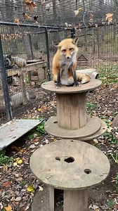 1.1M views · 30K reactions | Just like your domestic dogs and cats...