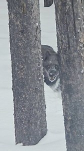 Black wolf in Grand, one of the Wapiti Lake Pack. He and another had been chasing bison through the snow... #yellowstonephotographer #wolves #wolf #yellowstone #wildlifeonearth #discoverearth #wildlifeplanet #Wyoming #wildlifevideos #yellowstonenationalpark | T. Lyn Neufeld Photography