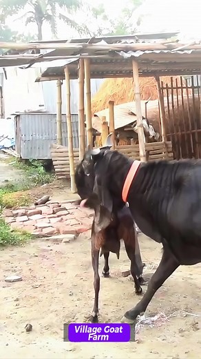 villagegoatfarm on TikTok