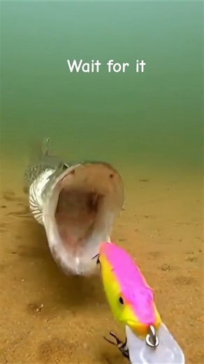 That Pike strike though 😱 #pike #fishing #shorts