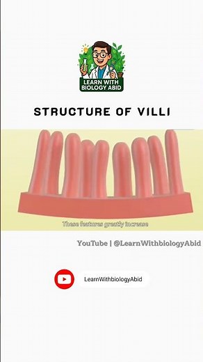 Structure of Villi #StructureOfVilli #Villi #SmallIntestine #HumanAnatomy #ScienceShorts #humanbody