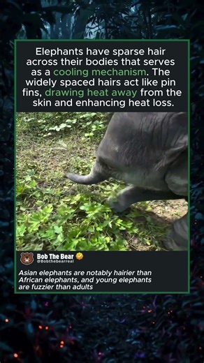 Baby Elephant Gets Flowers! So CUTE!