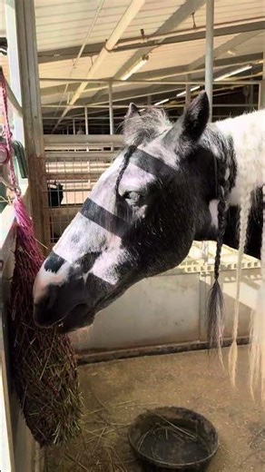 Equine Care in Action: The Benefits of Using Hay Nets