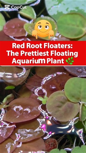 Red Root Floaters: The Prettiest Floating Aquarium Plant 🌿