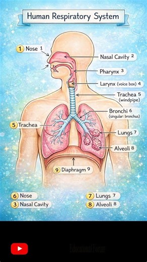 Human Respiratory System | Educational Forum