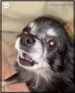 [🔊] If Yoshi was a dog 📹 Pudgywoke | IG | 9GAG