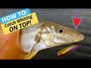 HOW-TO: Catch Whiting On Surface Lures While Wading
