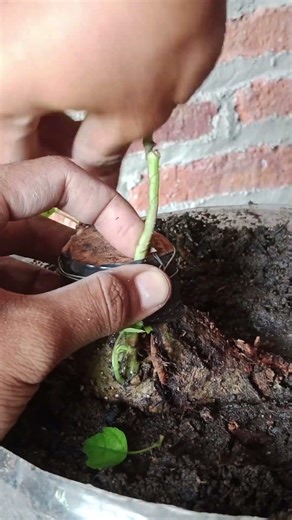 wiring process for mini bonsai #bonsai #bonsaitree #shorts